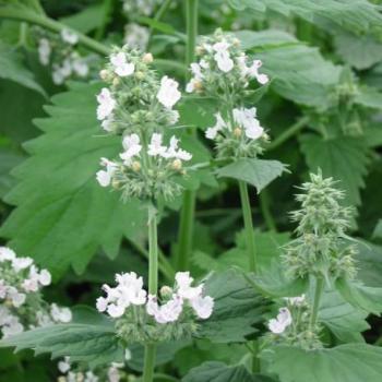 Herbe aux chats - Nepeta cataria Herbe aux chats - Nepeta cataria