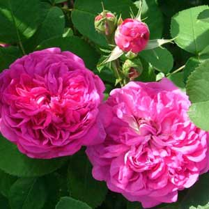 Rosier ancien Reine des Violettes 20/40 cm en pot