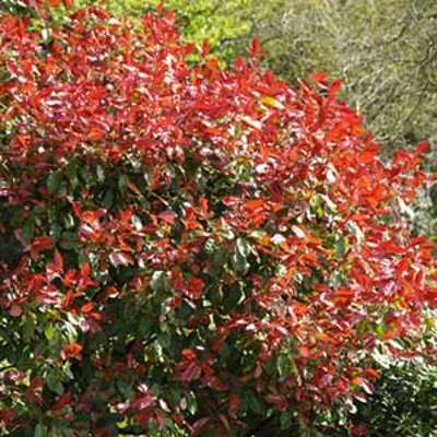Photinia Red Robin Kit haie par 11 plantes le kit