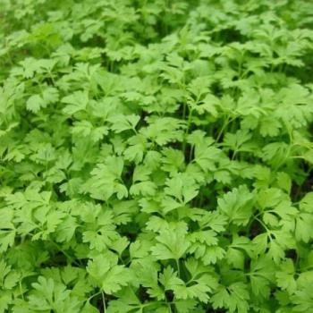 Cerfeuil - Anthriscus cerefolium Cerfeuil - Anthriscus cerefolium