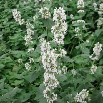 Menthe de chat - Nepeta cataria Citriodora Menthe de chat - Nepeta cataria