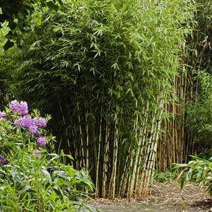 Fargesia robusta PROMO 80/100 cm en pot de 5 litre