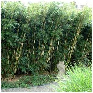 Fargesia robusta Pingwu kit de 6 bambous = 5 mètre