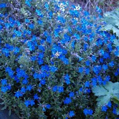 Lithodora bleu la plante en godet de 9 cm