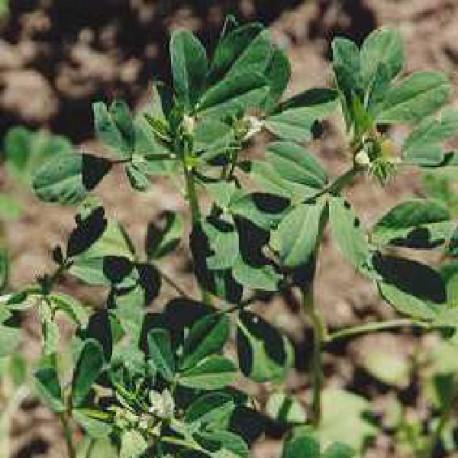 Fenugrec - Trigonella foenum-graecum Fenugrec - Trigonella foenum-graecum