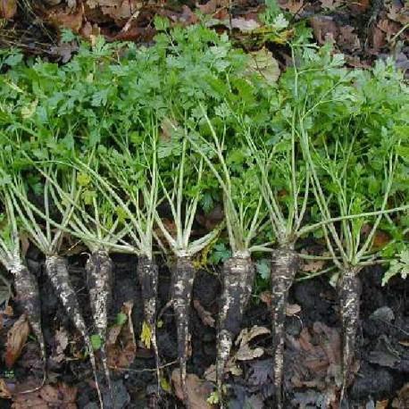 Persil tubéreux - Petroselinum cr var tuberosum Persil tubéreux - Petroselinum