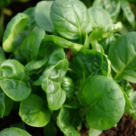 Tatsoi - Brassica r var rosularis Tatsoi Tatsoi - Brassica r var rosularis