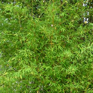 Phyllostachys aurea PROMO 150/200 cm