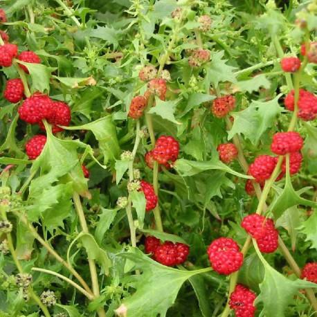 Epinard fraisier - Chenopodium foliosum Epinard fraisier - Chenopodium