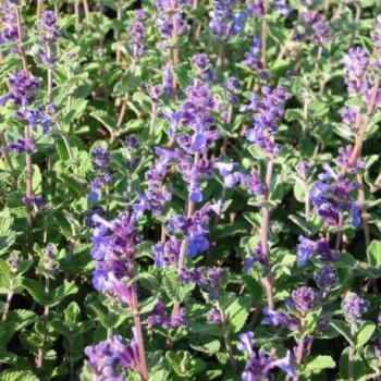 Herbe aux chats - Nepeta faasenii Herbe aux chats - Nepeta faasenii