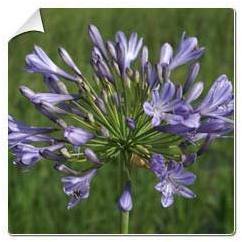 Agapanthe bleue / Agapanthus hyacintho