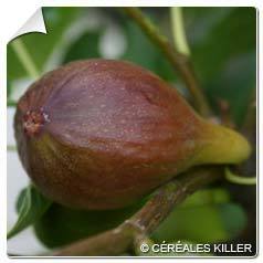 Figuier Goutte dor / Ficus carica Goutte dor