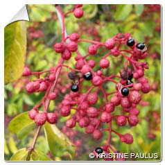Poivrier du Sichuan / Zanthoxylum simulans