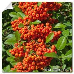 Buisson ardent Rouge / Pyracantha Rubra