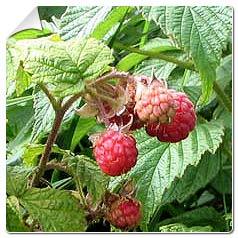 Framboisier Heritage / Rubus idaeus Heritage