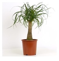 Beaucarnea recurvata, Pied déléphant - C17 / Noli