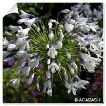 Agapanthe Queen Mum / Agapanthus Queen Mum