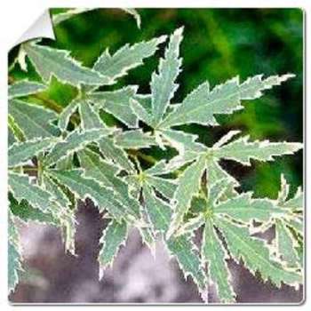 Erable du Japon Butterfly / Acer palmatum Butter