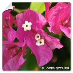 Bougainvillier rose / Bougainvillea glabra rosea