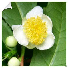 Théier / Camellia sinensis