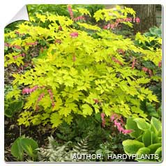 Coeur de Marie doré / Dicentra spectabilis Gold He