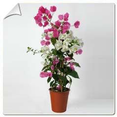 Bougainvillier 2 couleurs / Bougainvillea glabra 2