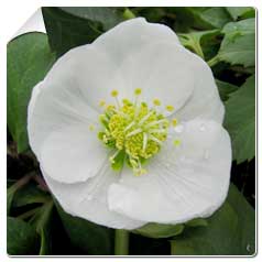 Rose de Noël (Héllebore) / Helleborus niger