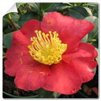 Camélia dautomne Yuletide / Camellia sasanqua Y