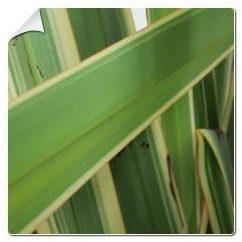 Lin de nouvelle Zélande panaché / Phormium tenax V
