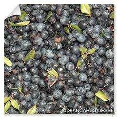Myrte / Myrtus communis