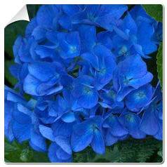Hortensia Adria / Hydrangea macro Adria