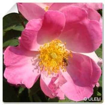 Rosier Complicata / Rosa Complicata
