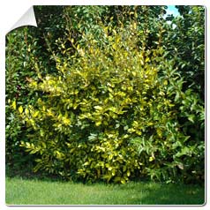 Elaeagnus ebbingei Limelight / Elaeagnus ebbinge