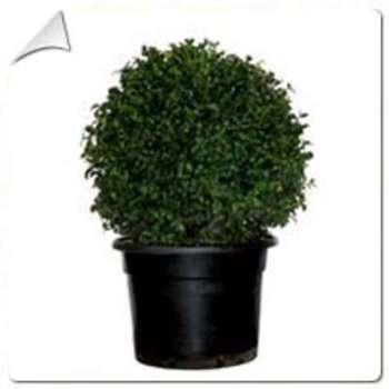 Buis boule / Buxus boule ball bola