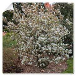 Amélanchier canadensis / Amelanchier canadensis