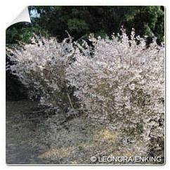 Cerisier à fleurs nain Kojo No Mai / Prunus inci