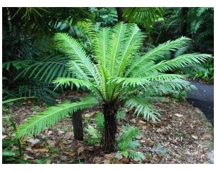 Blechnum gibbum