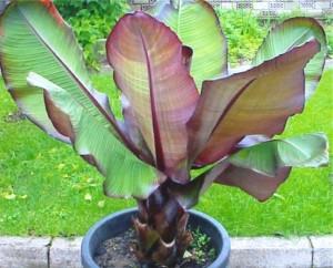Ensete ventricosum « maurelii »