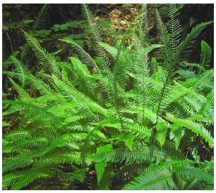 Blechnum spicant