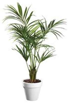 Plante artificielle dintérieur Kentia + pot