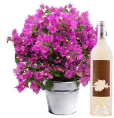 BOUGAINVILLIER + VIN BLANC