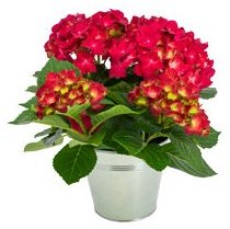 HORTENSIA