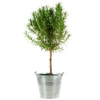 ROMARIN EN POT