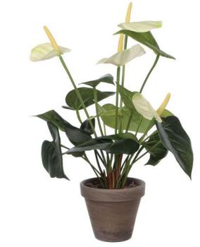 Anthurium