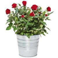 ROSIER ROUGE
