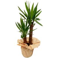 YUCCA 2 PIEDS