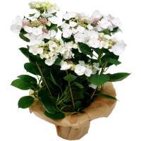 HORTENSIA
