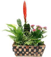 BROMELIA BROMELIA