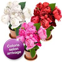 PIVOINE EN POT