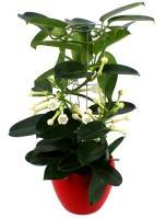 STEPHANOTIS